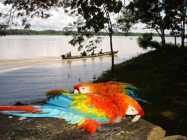 Papagayo resting place on the banks of the amazon