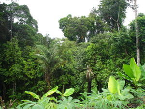 denseness of the amazon jungle