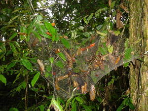 spiders webs in the amazon 