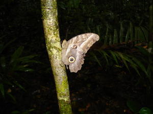 now this really is camouflage - giant moth