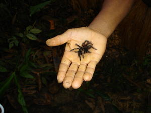 hunting for tarantulas in the amazon