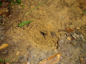 hunting for tarantulas in the amazon