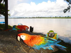 Papagayo resting place on the banks of the amazon