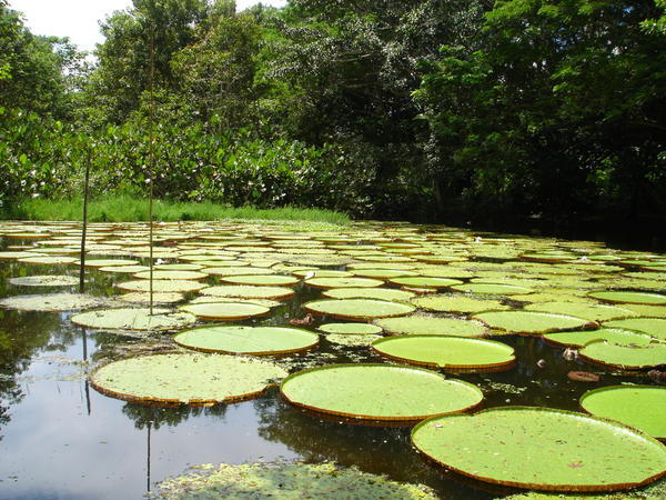 Giant Lillipads close to Tabatinga, Brasil