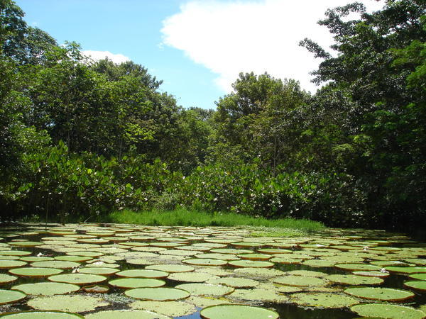 Giant Lillipads close to Tabatinga, Brasil