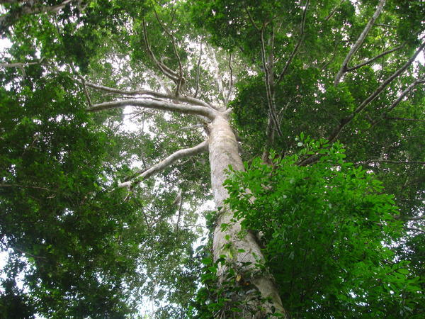 giant trees off the Rio Yavari