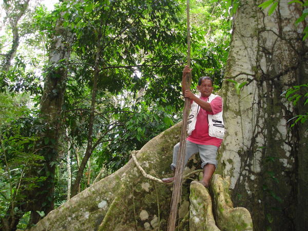 giant trees off the Rio Yavari