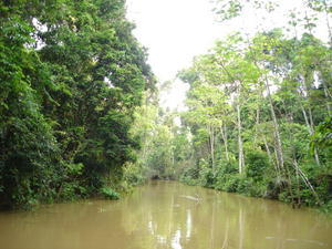 River Yavari, Amazon