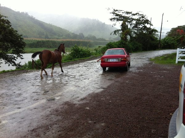 Horse and Car