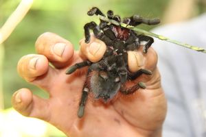 Tarantula Fangs | Photo