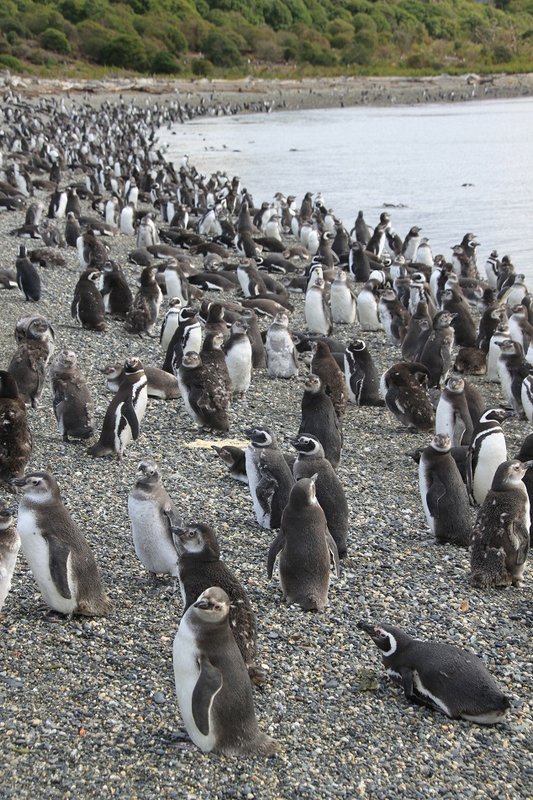 Penguins on Isla Martillo