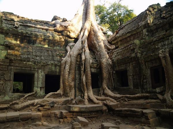 Trees eating temples
