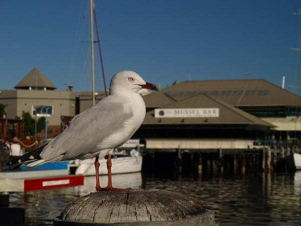 Seagull in Fremantle