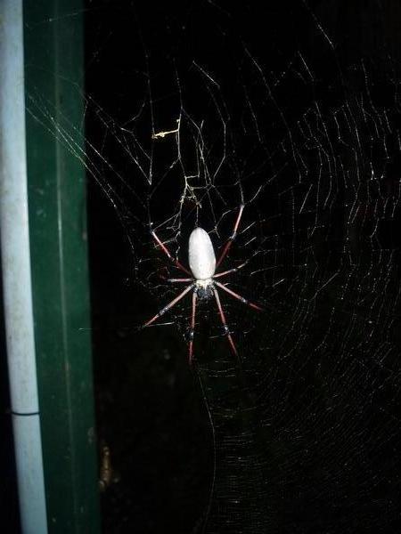 Bis spider