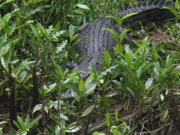 Mum croc guarding nest