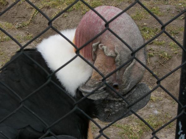 Vulture picking at its feathers