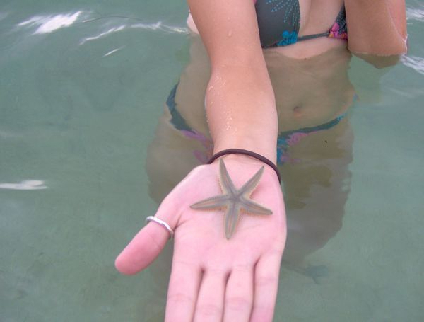 Starfish on Isla Grande