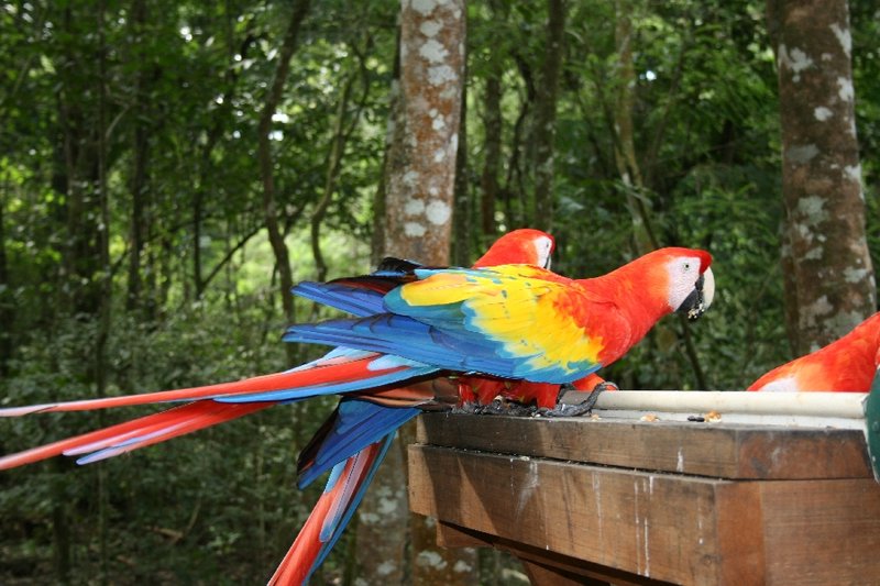 Macaws at Copan Ruinas