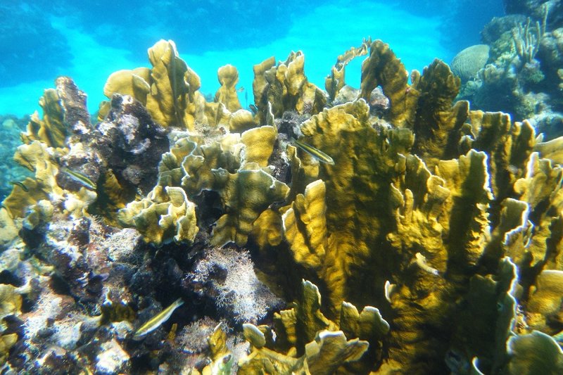 Coral and fish at West Bay, Roatan