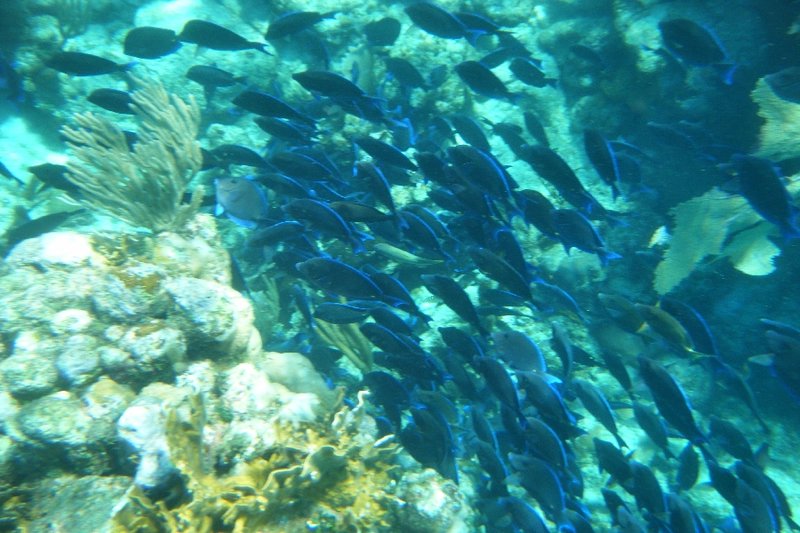 Schools of fish at West Bay, Roatan