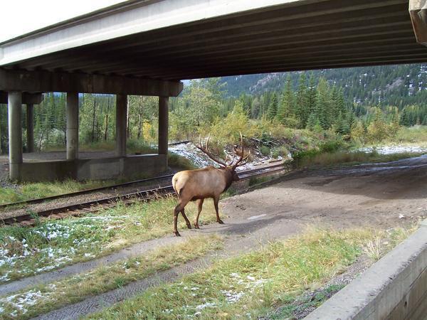 The Elk by the motorway on ramp