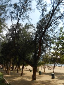 les arbres qui poussent sur la plage