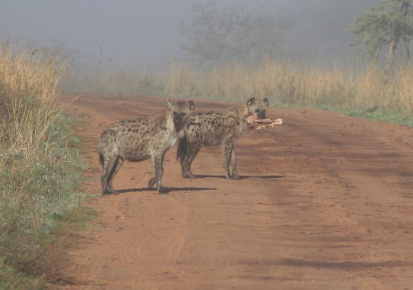 Hyenas stealing breakfast