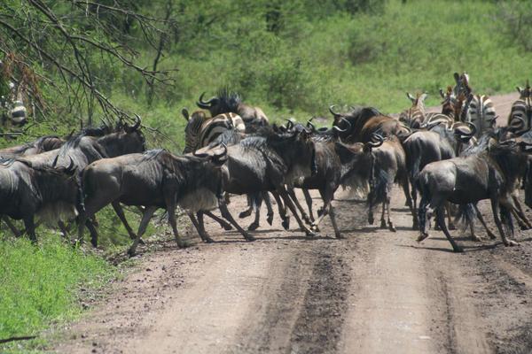 Wildebeest running across the road in front of our car