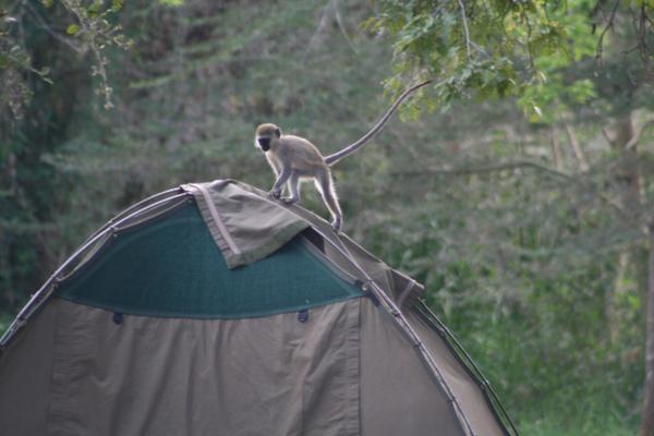 Cheeky Vervet Monkey 