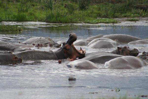 With so many hippos in one spot, someone is sure to get cranky