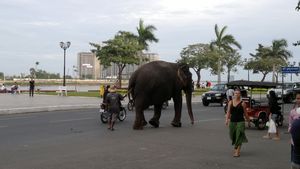 Random elephant sighting!