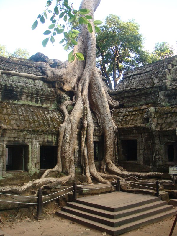 Silk cotton tree merged with temple at Ta Prohm