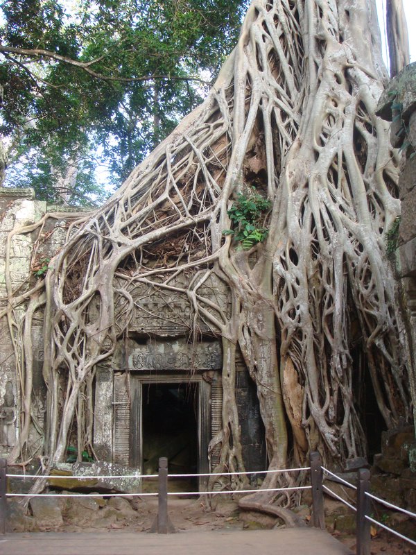 Silk Cotton Trees grow out of ruin at Ta Prohm Temple