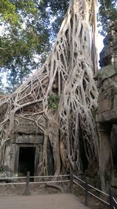 Silk cotton tree merged with temple at Ta Prohm (2)