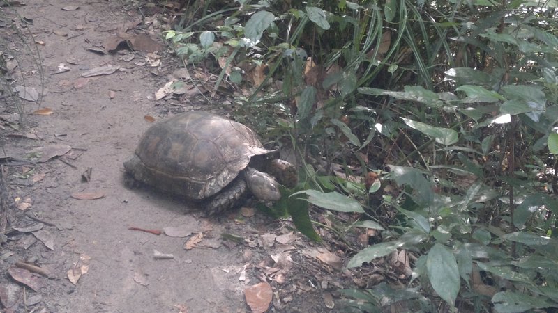 Cool tortoise!
