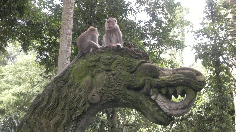 Monkey Forest!