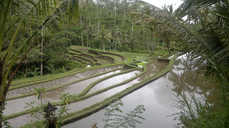 Rice terraces down into the valley