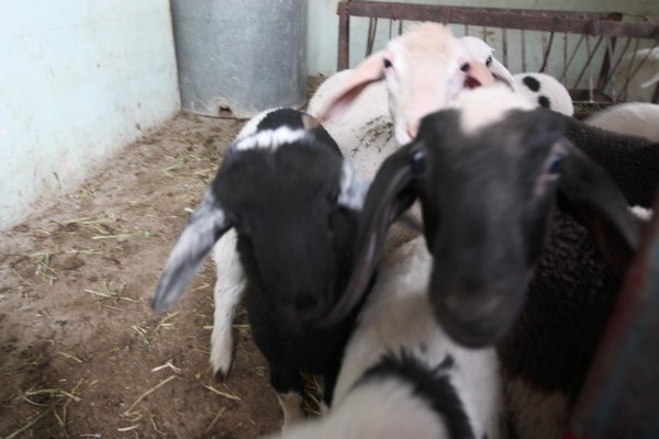 Lambs rushing to say hello