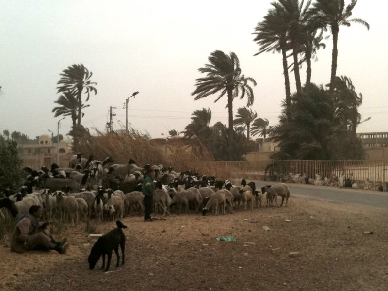 Sheppard in the town of Saqqara