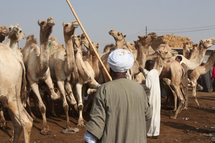 Camel market 