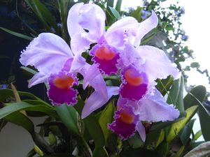 From the Orchid Farm