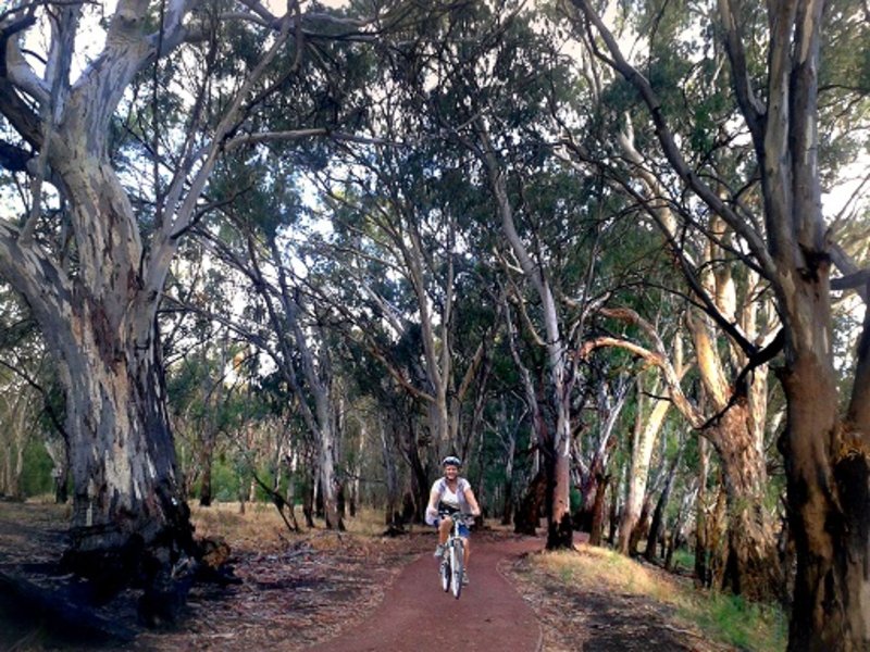 Track Through the Red Gums