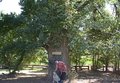 Oldest Elm in Victoria