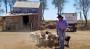 Outback Stockman's Show