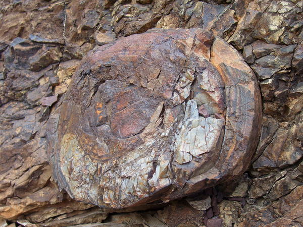 Tree trunk Fossil