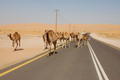 Dodging Camels - Again!