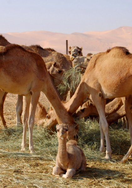 Baby Camel