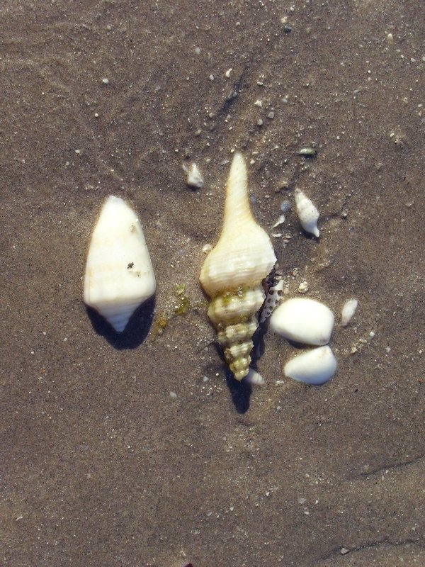 Shell by the beach