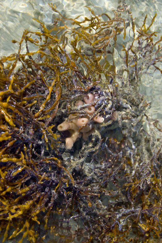 Coral travelling with a floating plant!!