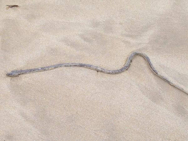 Sea Snake!!!